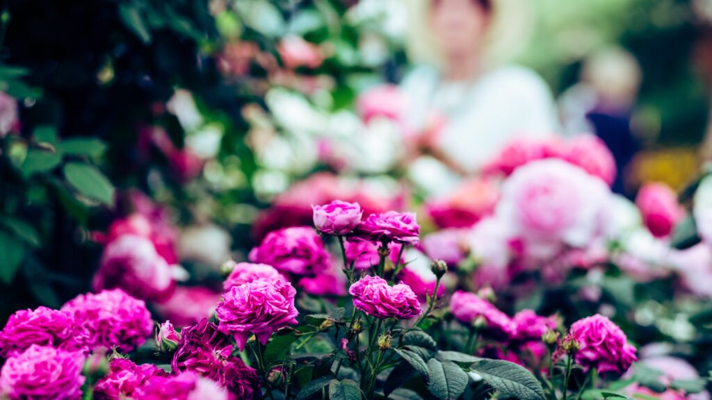 harry-grout-bIg6yxA9aqs-unsplash 16 9