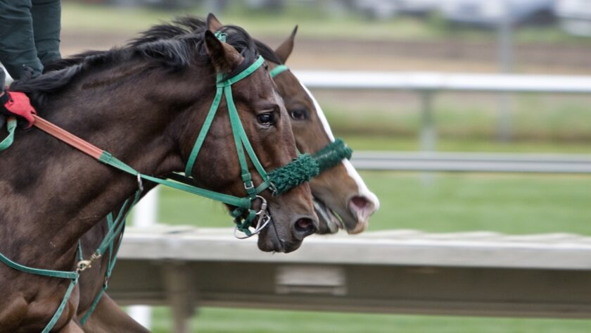 horse racing