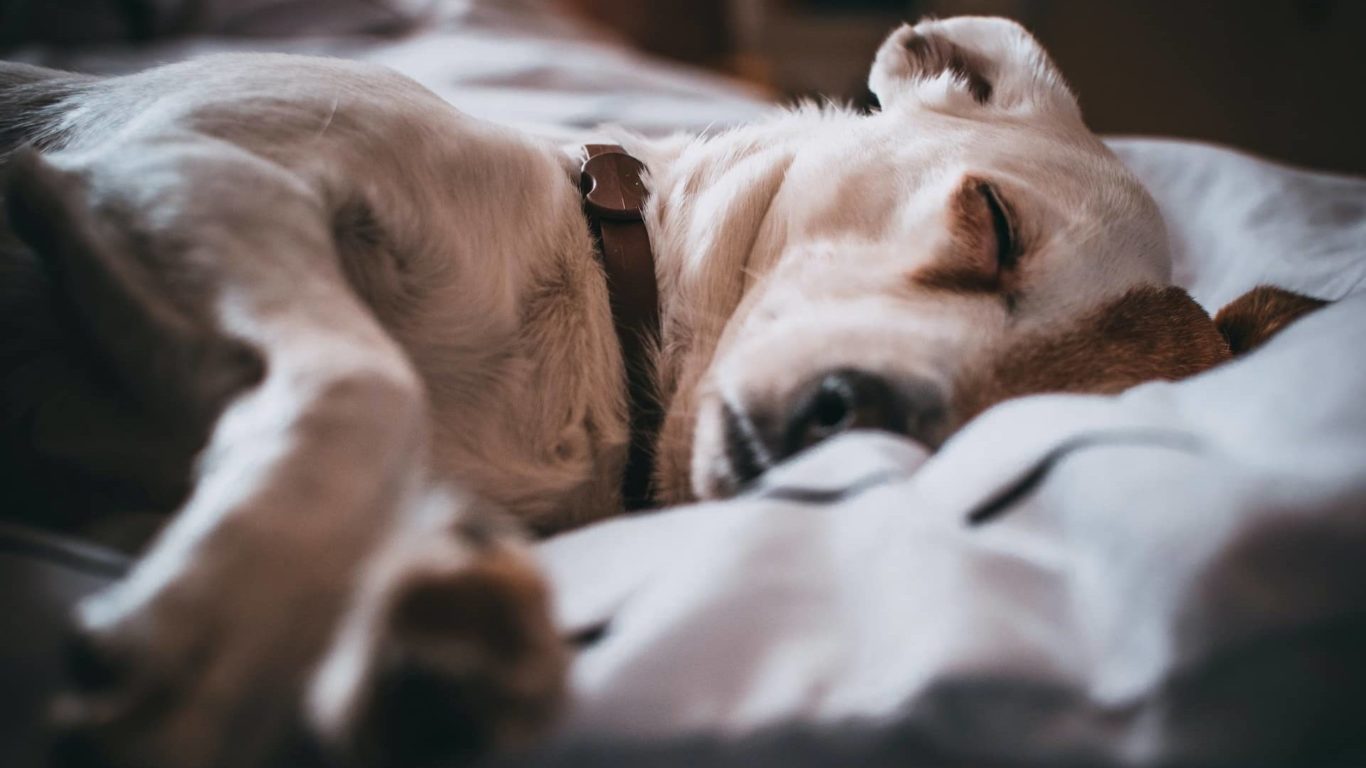 la-west-pexels-lisa-fotios-791862