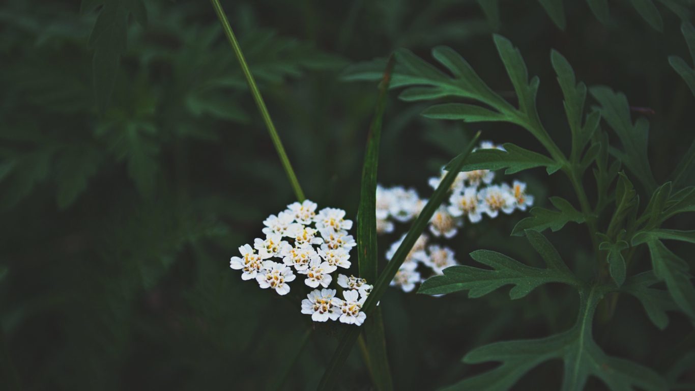 pexels-dids-1319803 (2)