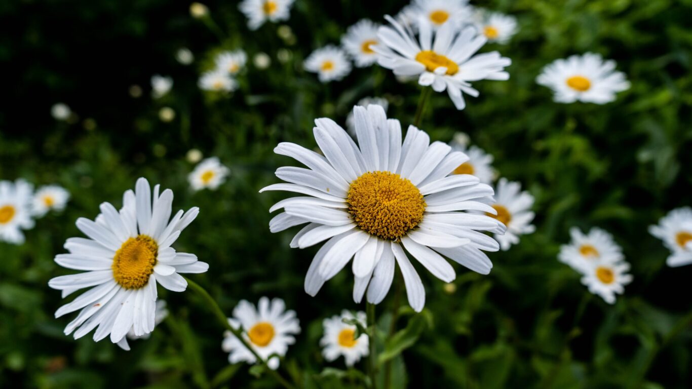 pexels-sebastian-sørensen-1196445