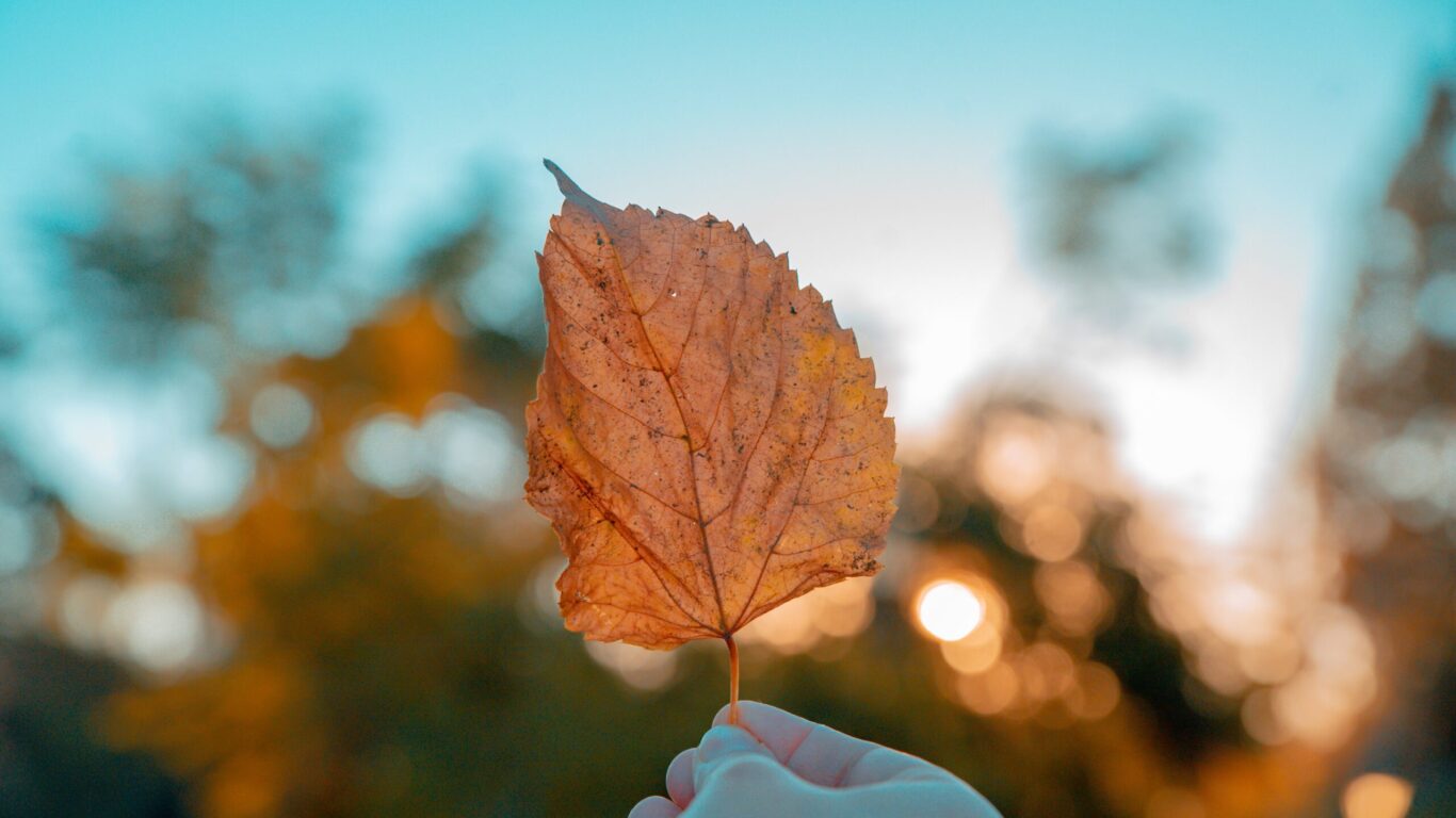 pexels-sarbjeet-sandhu-2478441